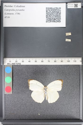 Media type: image;   Entomology 116778